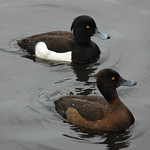 Tufted duck pair
