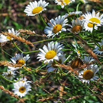daisy patch