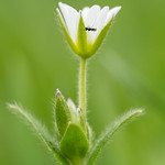 Common mouse-ear (Cerastium fontanum) with chalcid wasp