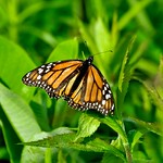 Milkweed Butterfly