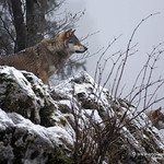 Gray Wolves by a misty morning