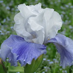 blue & white iris