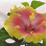 Hibiscus Dream