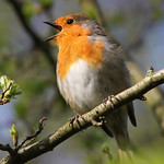 Rock 'n Roll Robin is Back!