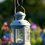 Star lantern amongst the rainbow flowers.