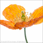 Members Of The House