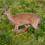 Fawn with Mother - reach for it!
