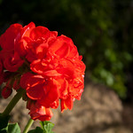 Red flower