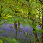 The Bluebell Wood