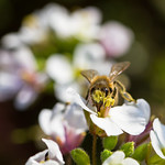 CON LE...MANI IN PASTA