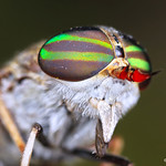 Striped Horse Fly - Tabanus lineola