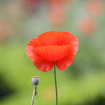 poppy reds