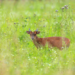 muntjac
