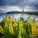 Lupin by the sea