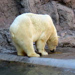 Bear, Polar