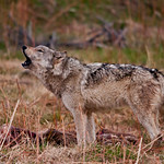 Howling over carcass