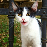 Mama cat, Explored (#310)