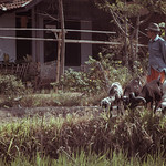 Penggembala Kambing