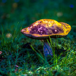 Magic Mushroom