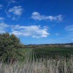 Blenheim vineyard