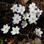 Hepatica nobilis white