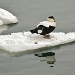 Common Eider Drake On Ice