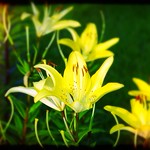 yellow daylilies