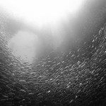 Diving inside a giant school of sardines, Moalboal, Cebu (the Philippines)