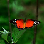 Red Lacewing