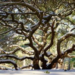 Live Oak tree in winter