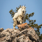 King of the Mountain