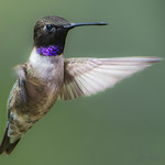 Flight Of The Black-chinned