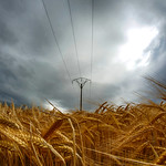 Y vuelta la burra al trigo