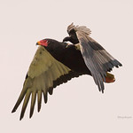 Bateleur (Terathopius ecaudatus)-Fork-tailed Drongo_w_1051