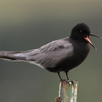 Black Tern