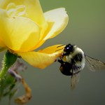 2015-09-21 Last Roses