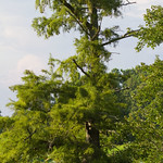 Bald Cypress