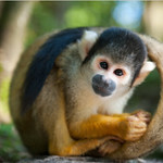 Interesting Truths About Squirrel Monkeys