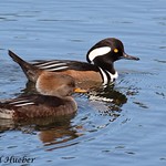Hooded Merganser male and female - Lophodytes cucullatus