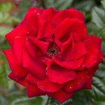 Crimson Rose