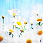 daisies summer