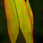 LIGHTwards - MM- (Theme- Redux 2016- Backlit)