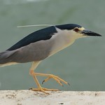 Bihoreau gris - Nycticorax nycticorax - Black-crowned night heron