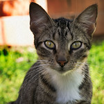 The Kitten Muse from Cuba.