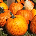 Pumpkins and more pumpkins