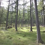 Woodland around Buttermere