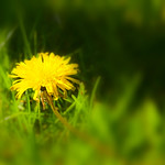 Dandelion Dream