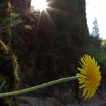 blooming dandelion