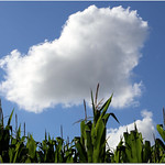 PETIT BONHEUR du JOUR