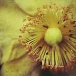 222/365 Chasing the blues away...